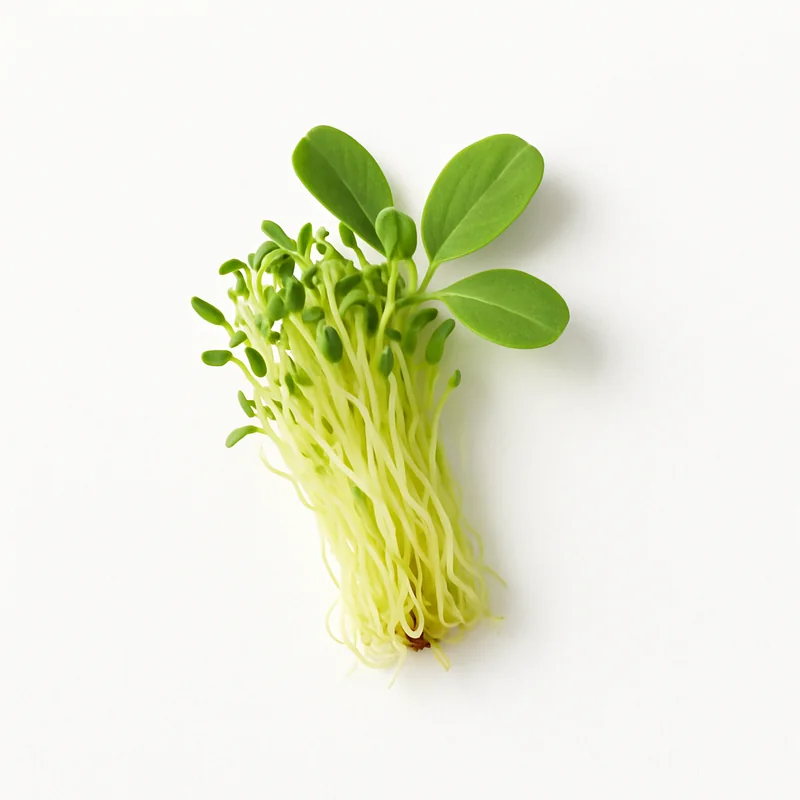 Alfalfa Seed