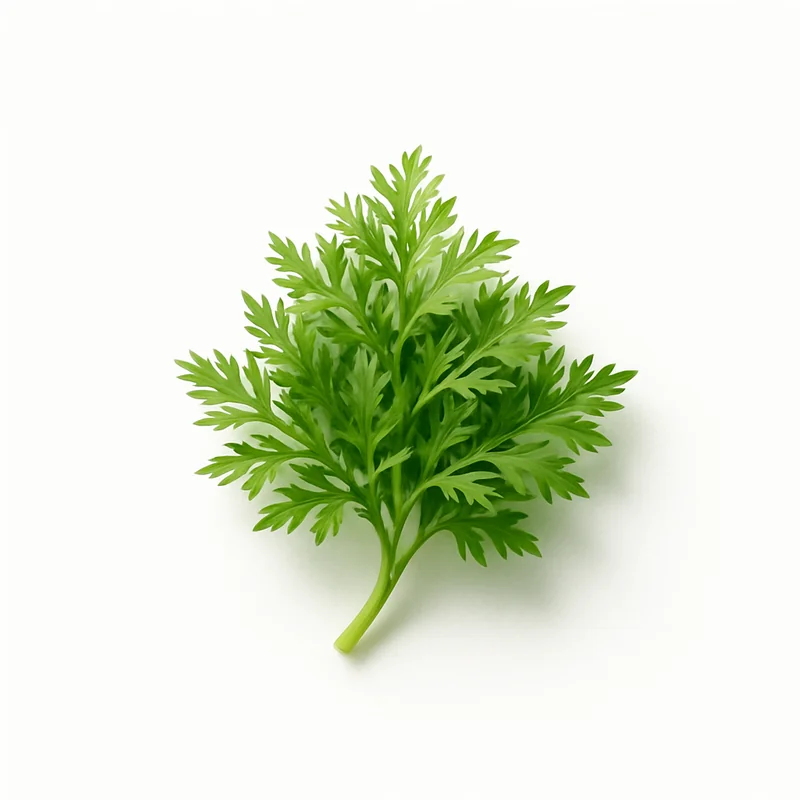 Caraway Seed