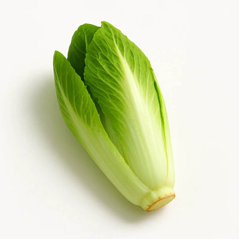 Chicory