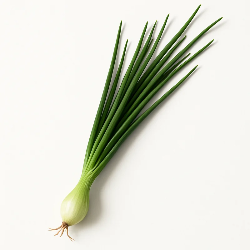 Chive