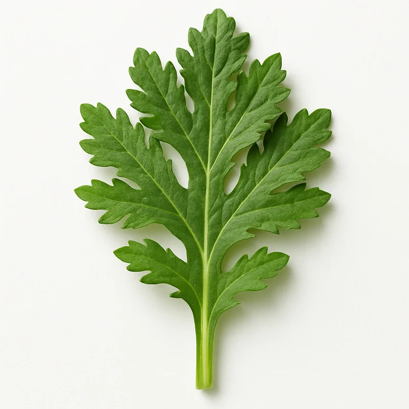 Chrysanthemum Leave