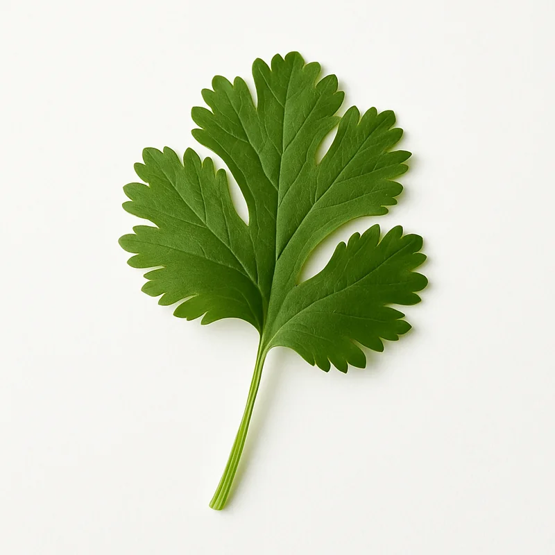 Coriander (Cilantro) Leave