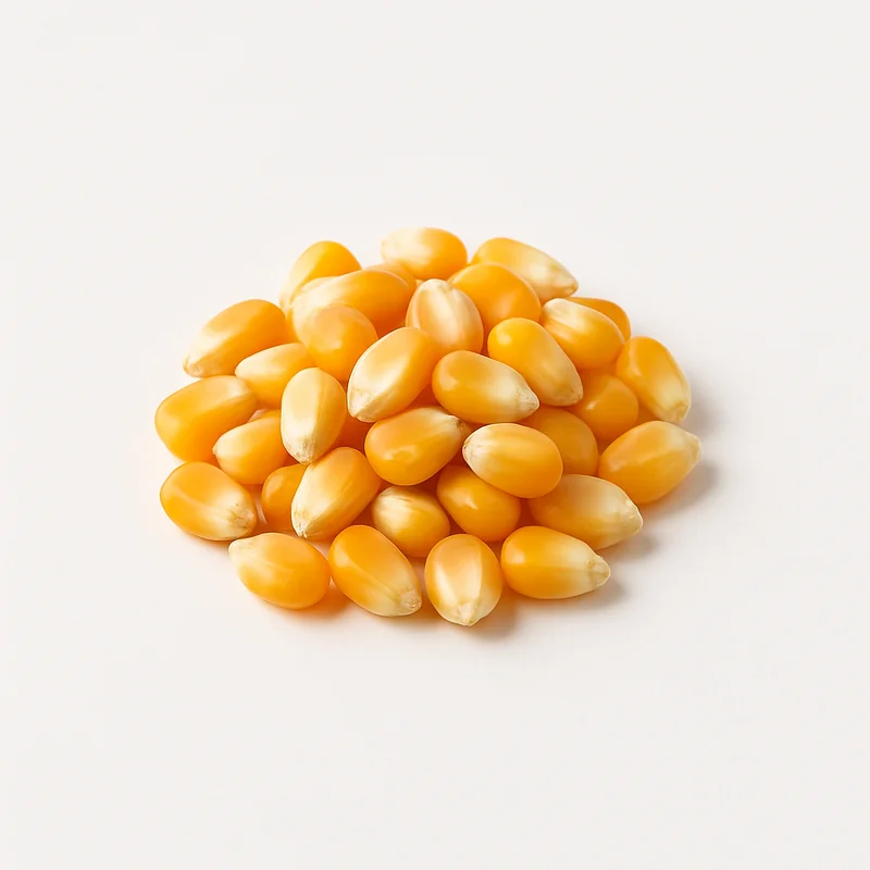 Corn Grain