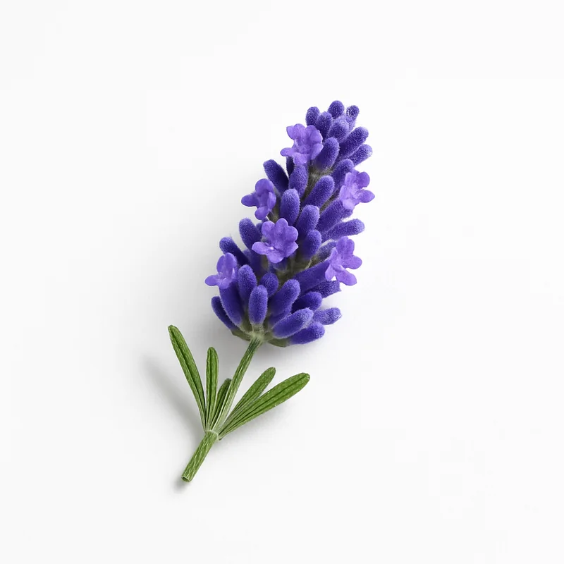 Culinary Lavender
