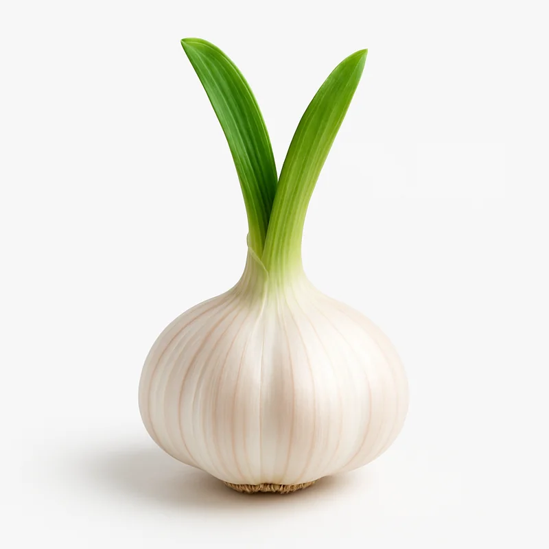 Garlic
