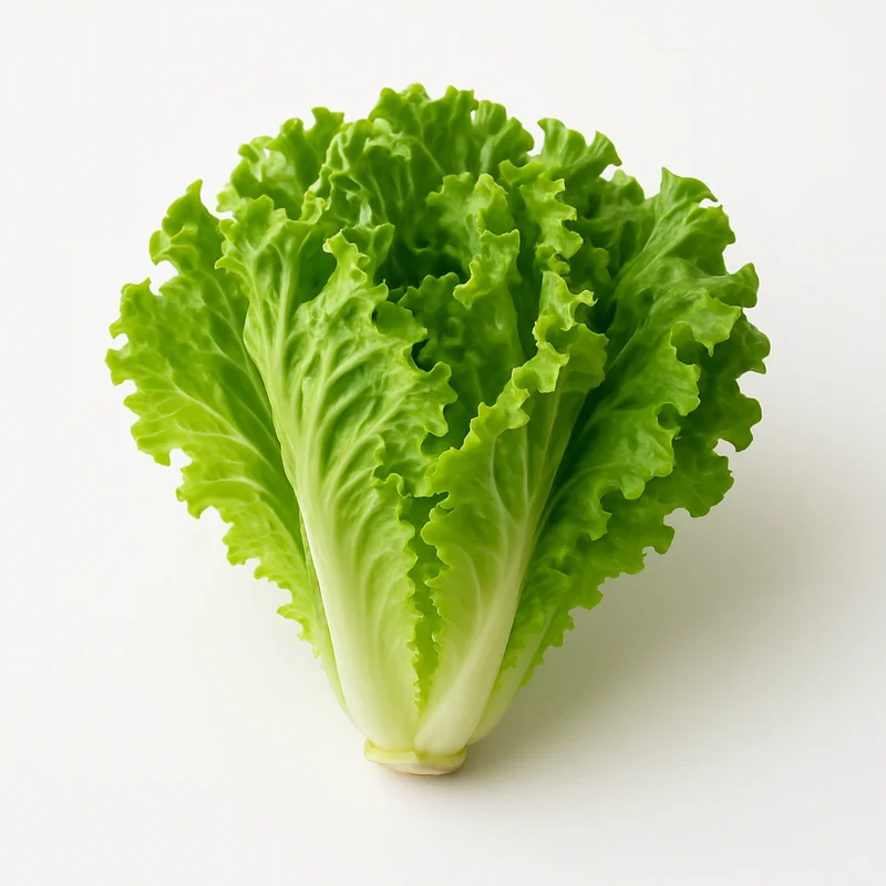 Lettuce