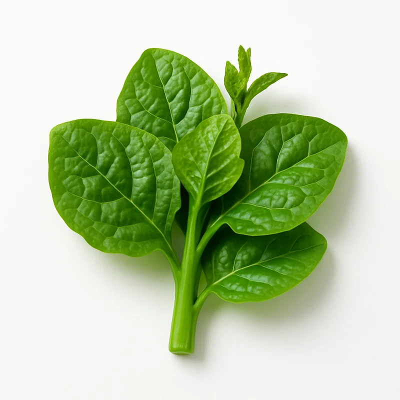 Malabar Spinach