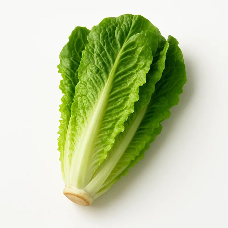 Romaine Lettuce
