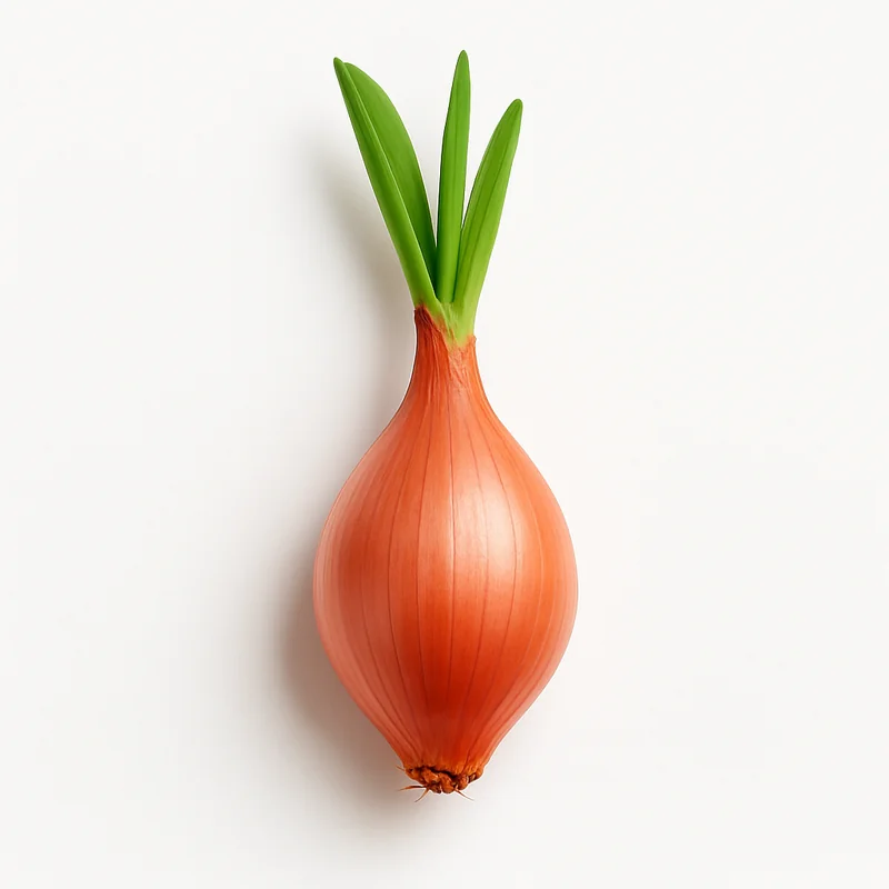 Shallot