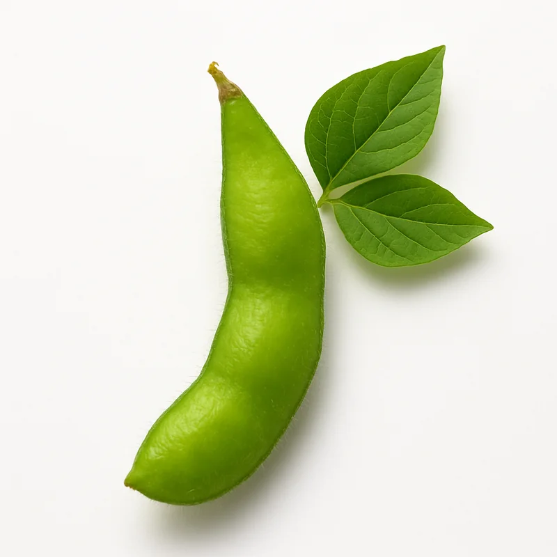 Soybean