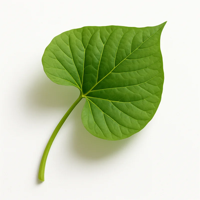 Sweet Potato Leave