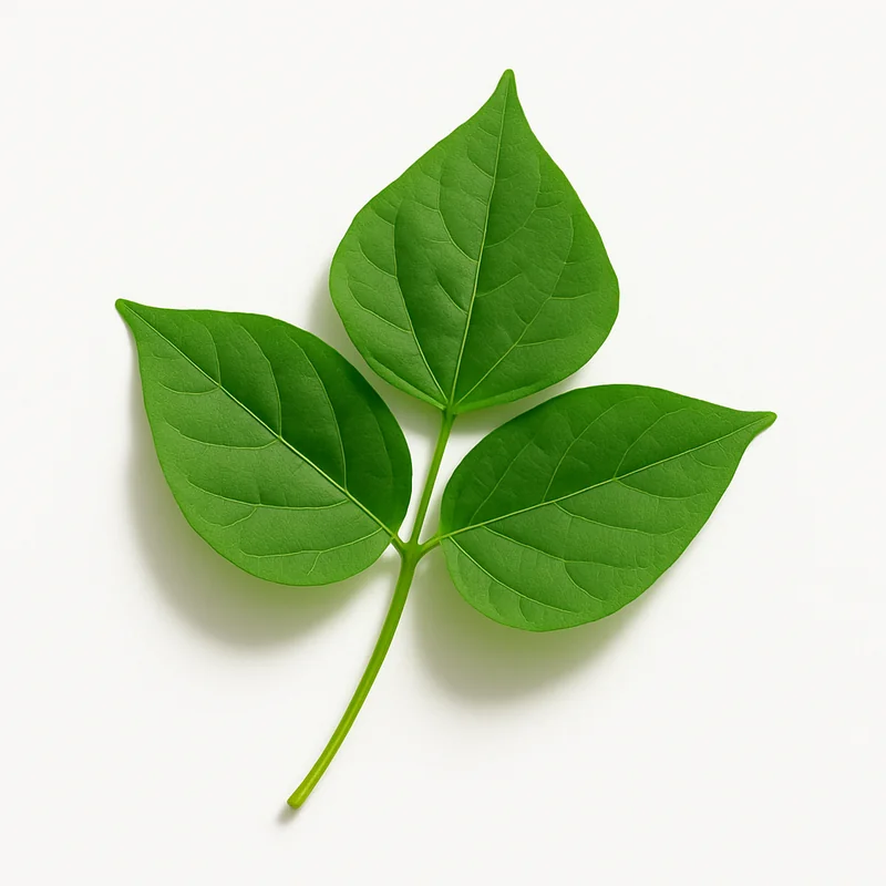 Winged Bean Leave